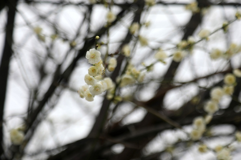 新田立春至梅花開