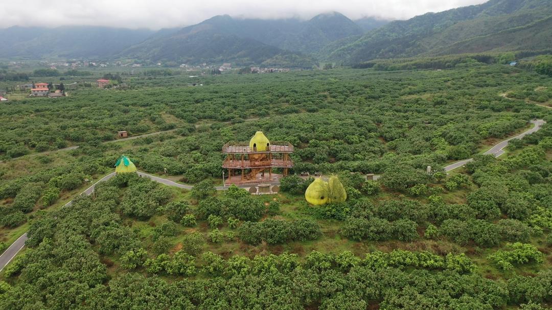 江永柚花飘香果农人工授粉忙