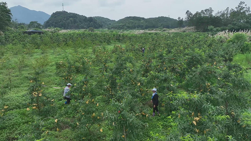 蓝山总市村：黄桃喜迎丰收季 乡村振兴添动力(图1)